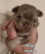 Prachtige  langharige  en kortharige chihuahua  pups, Dieren en Toebehoren, België, Fokker | Hobbymatig, Reu, CDV (hondenziekte)