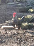 Haan, Dieren en Toebehoren, Pluimvee, Mannelijk, Kip