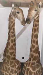 Opgezette giraf x2 taxidermie, Autres, Enlèvement, Animal empaillé