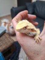 Jonge baardagaam, Tam