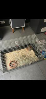 Cage à lapin a vendre avec lapin nain, Animaux & Accessoires, Enlèvement, Utilisé, Cage, Lapin