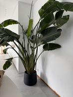 Strelitzia nicolai +- 300cm hoog, Huis en Inrichting, Kamerplanten, Ophalen