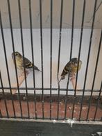 sijzen  koppel, Wildzangvogel, Geringd