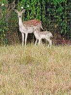 Damherten, Meerdere dieren, 0 tot 2 jaar