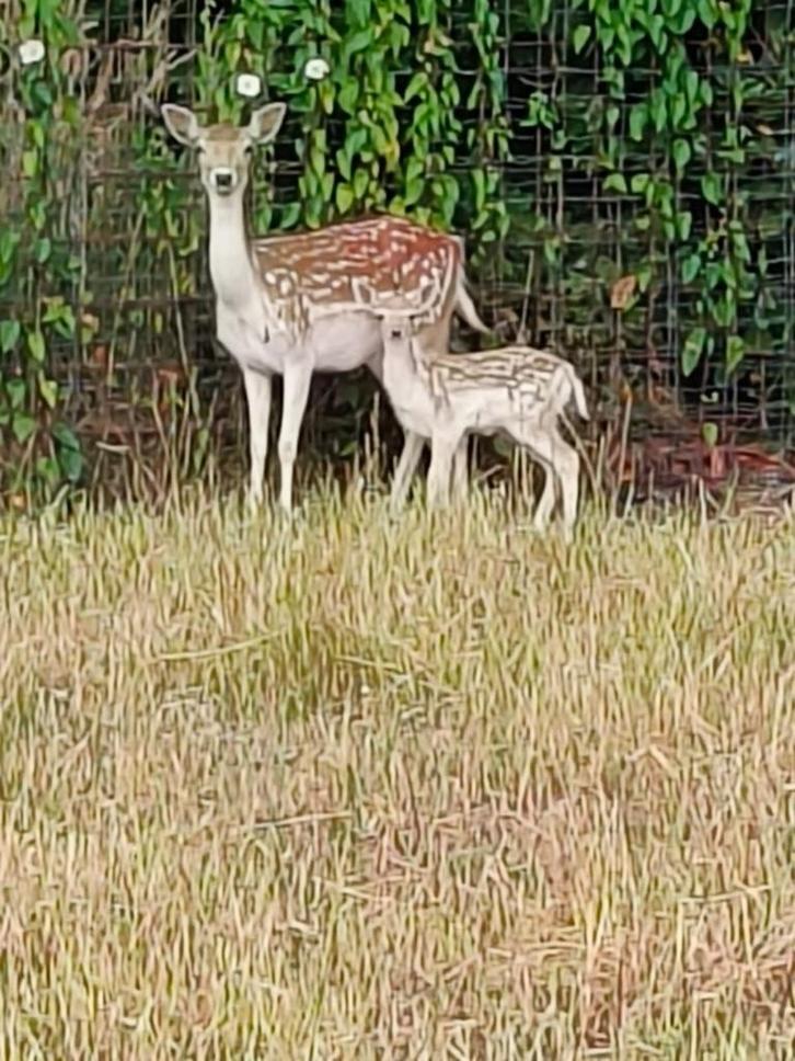 Damherten, Dieren en Toebehoren, Schapen, Geiten en Varkens, Meerdere dieren, 0 tot 2 jaar