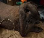 Ter adoptie 2 franse hangoren 2 dwerkonijn, Dieren en Toebehoren, Konijnen, Meerdere dieren, Groot, Hangoor, 0 tot 2 jaar