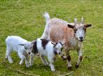 Dwerggeiten te koop, Dieren en Toebehoren, Schapen, Geiten en Varkens, Meerdere dieren, Geit, 0 tot 2 jaar