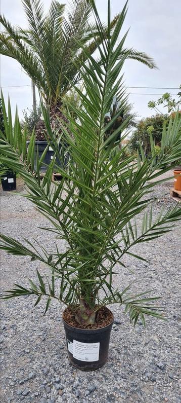 Phoenix Canariensis - dadelpalm  beschikbaar voor biedingen