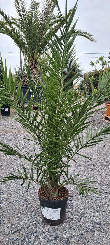 Phoenix Canariensis - dadelpalm, Tuin en Terras, Planten | Bomen, Ophalen