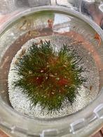 Guppy visjes oranje sluierstaart, Ophalen, Nieuw