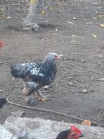 Brahma zilverpatrijs haan, Dieren en Toebehoren, Pluimvee