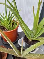 aloe vera, Tuin en Terras, Planten | Tuinplanten, Ophalen