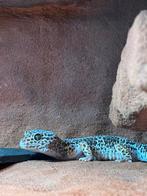 Uniek Terrarium luipaardgecko, Dieren en Toebehoren, Ophalen, Verlichting