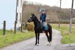 superbraaf en makkelijk gereden 5-jarige ruin, Dieren en Toebehoren, Paarden