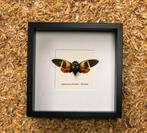 cicade in kader, Verzamelen, Dierenverzamelingen, Ophalen of Verzenden, Nieuw, Insect, Opgezet dier