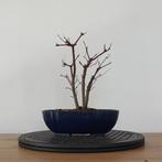 Japanse esdoon 'deshojo', Tuin en Terras, Planten | Bomen, In pot, Minder dan 100 cm, Halfschaduw, Overige soorten