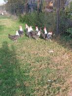 Jonge hanen, Animaux & Accessoires, Volatiles, Mâle