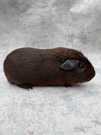 Cavia zuiver goudagouti mannelijk, Juli, Mannelijk, Cavia