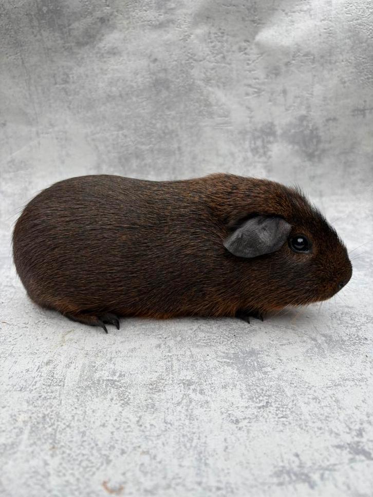 Cavia zuiver goudagouti mannelijk, Dieren en Toebehoren, Knaagdieren, Mannelijk, Cavia, Juli