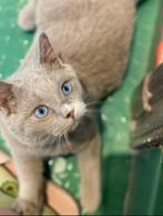 Brits korthaar DBE, Kater, Gechipt, 0 tot 2 jaar