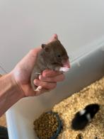 Hamsters, Dieren en Toebehoren, Hamster, Juni, Meerdere dieren, Tam