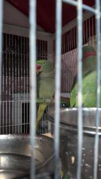 Alexander parkiet kweekkoppel 2018, Dieren en Toebehoren