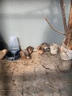 Kwartel hanen te koop en eventueel ook de hennen erbij, Meerdere dieren, Overige soorten