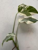 Monstera Variegata, Enlèvement