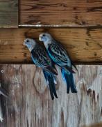 2 Rosella's, Dieren en Toebehoren, Vogels | Parkieten en Papegaaien, Geslacht onbekend, Parkiet