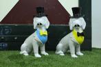 Zittende honden met hoed, Ophalen of Verzenden, Nieuw, Dier