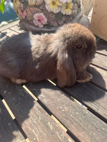 Minilop konijn, Dieren en Toebehoren, Konijnen, Mannelijk, Dwerg, Hangoor, 0 tot 2 jaar