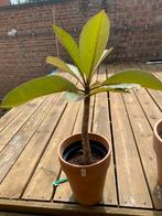 Frangipani (plumeria) 50 cm GEEN KOERRIERDIENST, Tuin en Terras, Planten | Tuinplanten, Ophalen, Winter