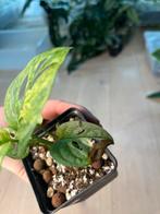 Monstera Adansonii Mint Variegata, Huis en Inrichting, Kamerplanten, Ophalen of Verzenden