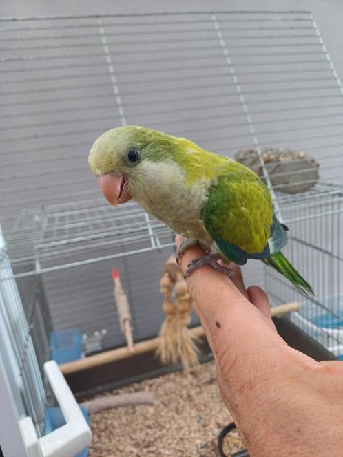 Muisparkiet, Dieren en Toebehoren, Vogels | Parkieten en Papegaaien, Parkiet, Vrouwelijk, Tam, Geringd