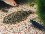 Hobbyaquarium actueel overzicht Zondag 24 aug 12/17 uur, Dieren en Toebehoren, Vissen | Aquariumvissen, Vis, Zoetwatervis, Schoolvis