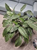 Plant, Autres espèces, Plante à fleurs, Enlèvement, 100 à 150 cm