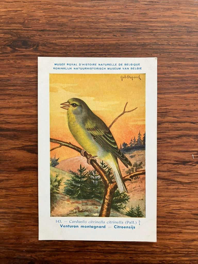 Vogels der Belgische Fauna Nr. 143 citroensijs, Collections, Cartes postales | Animaux, Enlèvement ou Envoi, 1940 à 1960, Non affranchie