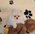 Dwergkees pomeranian pomeriaan pups ouders aanwezig, België, Fokker | Hobbymatig, Keeshond, Reu
