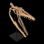 Mosasaurus Halisaurus Fossiel Schedel, Ophalen of Verzenden, Fossiel