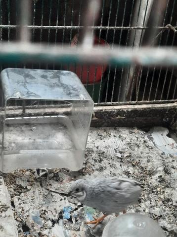 coqs de caille chinois à vendre