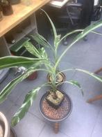 Musa variegata, Ophalen