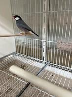 Rijstvogels / padda’s, Dieren en Toebehoren