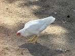 Leghorn, Dieren en Toebehoren, Pluimvee, Vrouwelijk, Kip