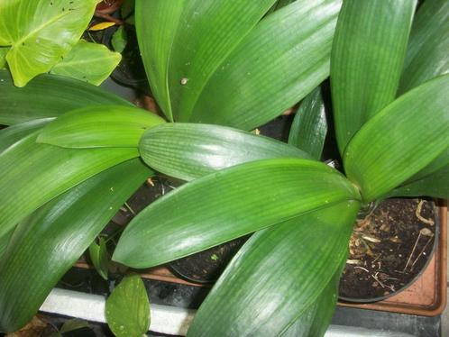 Clivia of Sint Jozefplant en andere kamerplanten ook ruilen, Huis en Inrichting, Kamerplanten, Overige soorten, Minder dan 100 cm