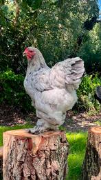 Splash trio brahma groothoender, Dieren en Toebehoren, Pluimvee, Meerdere dieren, Kip