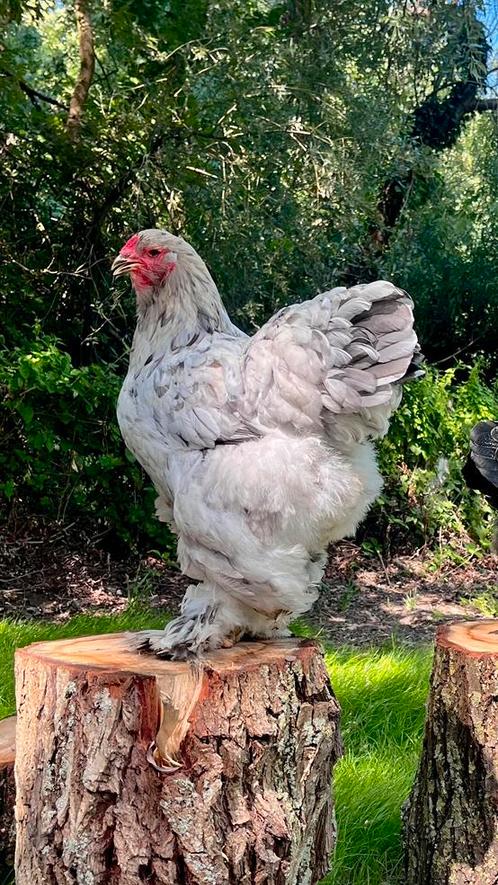 Splash trio brahma groothoender, Dieren en Toebehoren, Pluimvee, Kip, Meerdere dieren