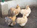 broedeieren  cochin kriel, Dieren en Toebehoren, Pluimvee, Kip