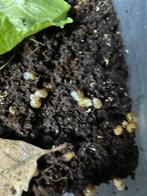 agaatslakken, Dieren en Toebehoren, Insecten en Spinnen, Overige soorten