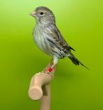 Verschillende mannelijke kanaries, Mannelijk