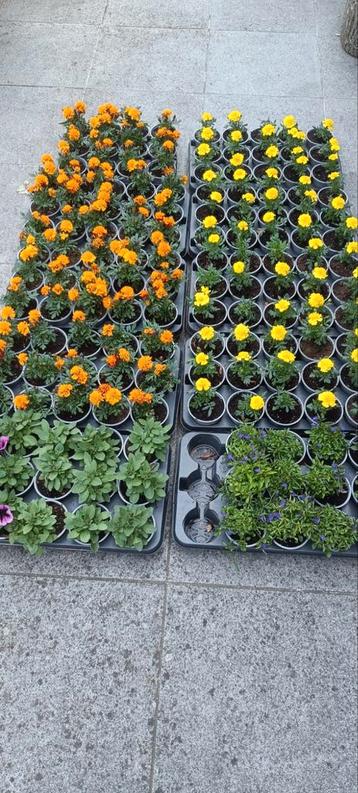Tagetes, afrikaantjes perkplant beschikbaar voor biedingen